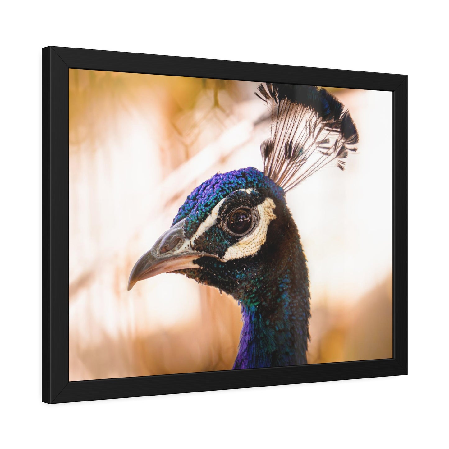Peculiar Peacock Framed Print | Nature Photography