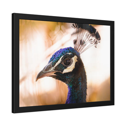 Peculiar Peacock Framed Print | Nature Photography