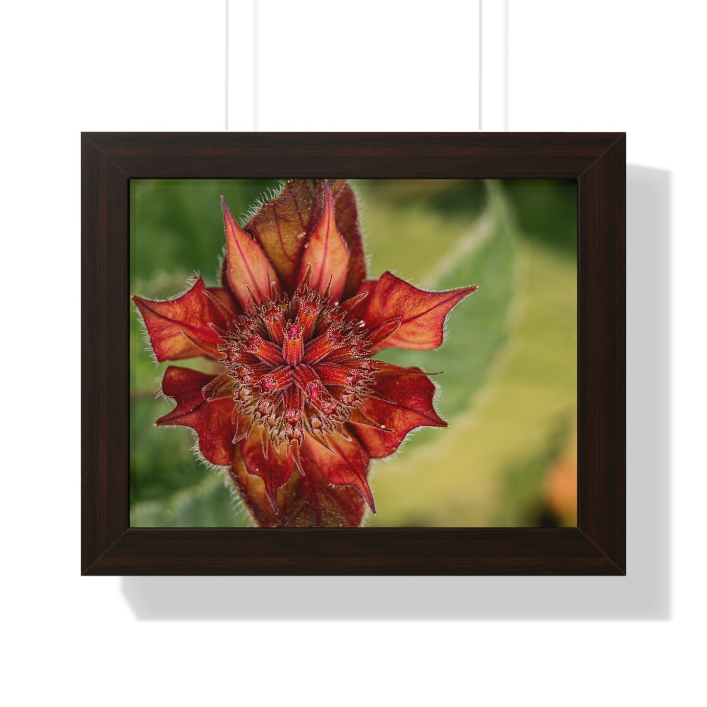 Fancy Red Bee Balm Flower Macro Framed Matte Print