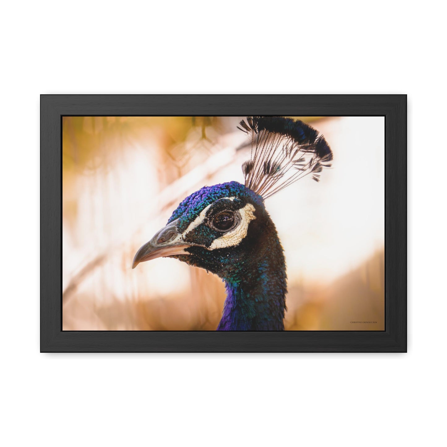 Peculiar Peacock Framed Fine Art Photograph