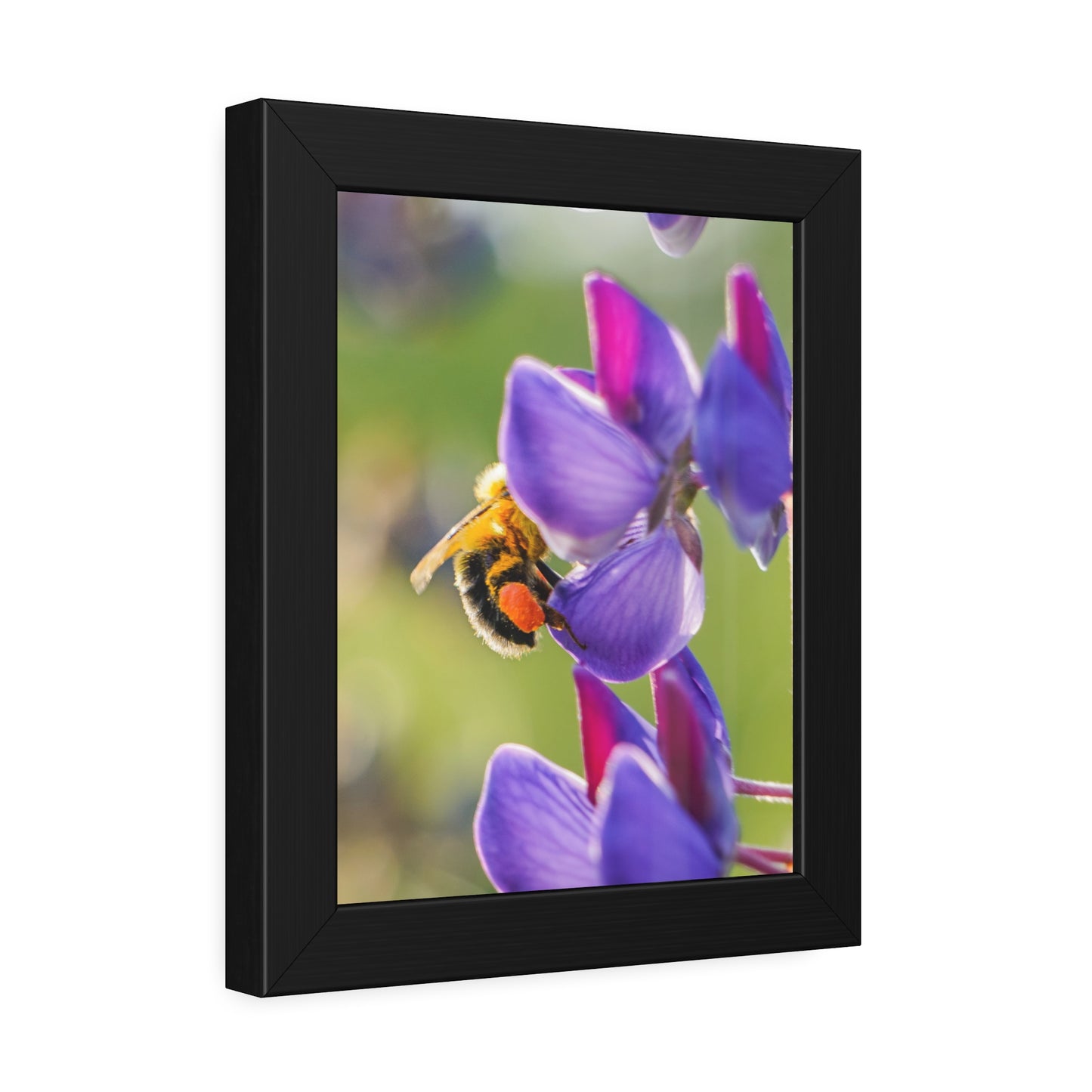 Bumble Bee Pollinates Lupine Flowers Framed Print | Nature Photography