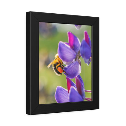 Bumble Bee Pollinates Lupine Flowers Framed Print | Nature Photography
