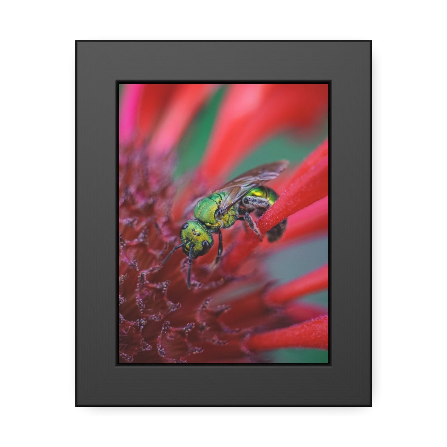 Beautiful Green Bee Framed Print | Nature Photography