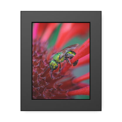 Beautiful Green Bee Framed Print | Nature Photography