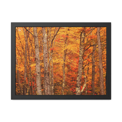 Forest of Autumn Colors Framed Fine Art Photograph