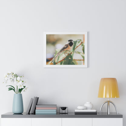 Black-Capped Chickadee Framed Matte Print