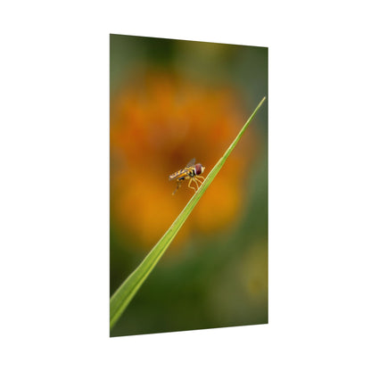 Flower Fly Poses with Orange Flowers Fine Art Print