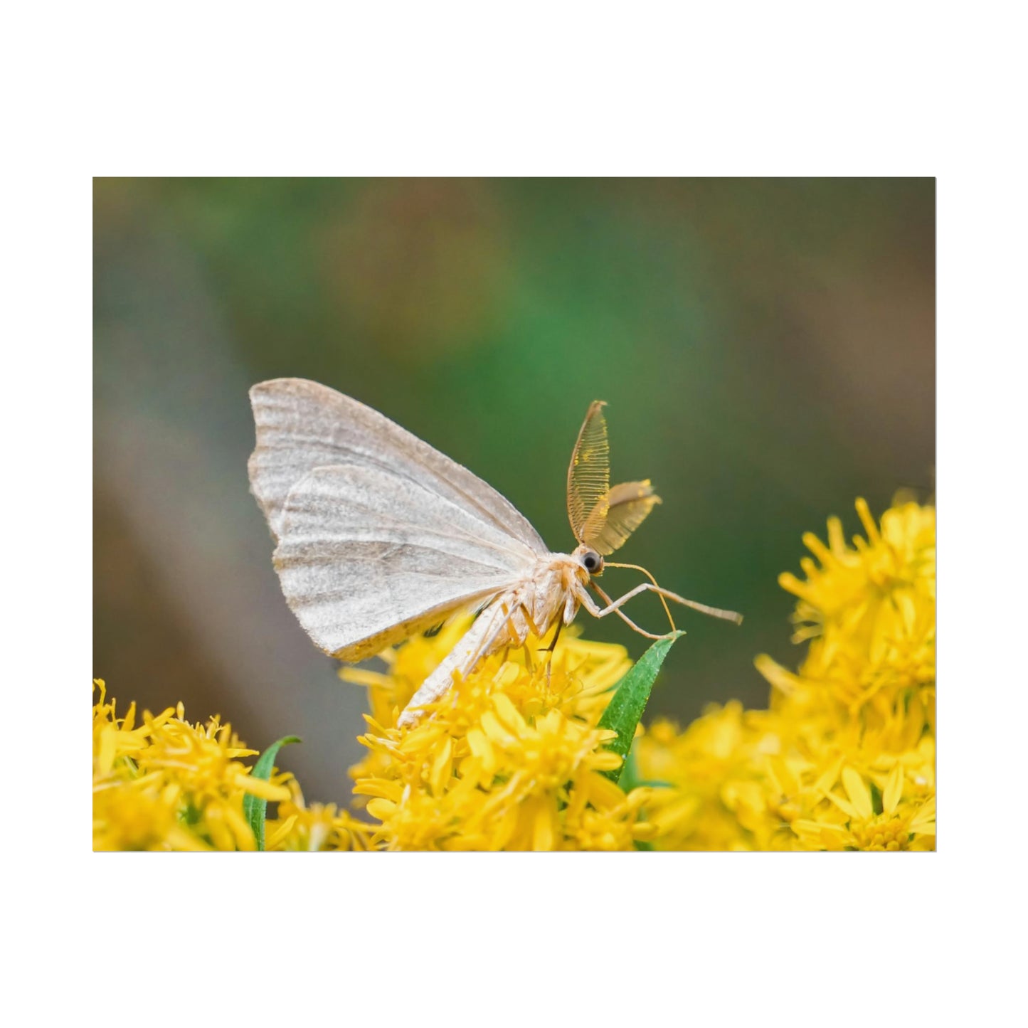 Curious Moth Fine Art Print