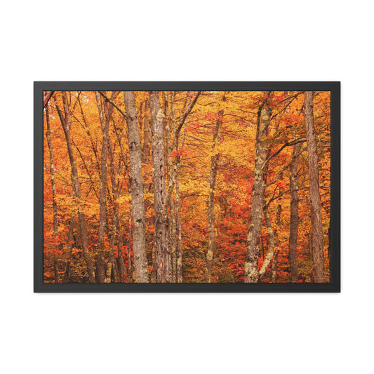 Forest of Autumn Colors Framed Fine Art Photograph