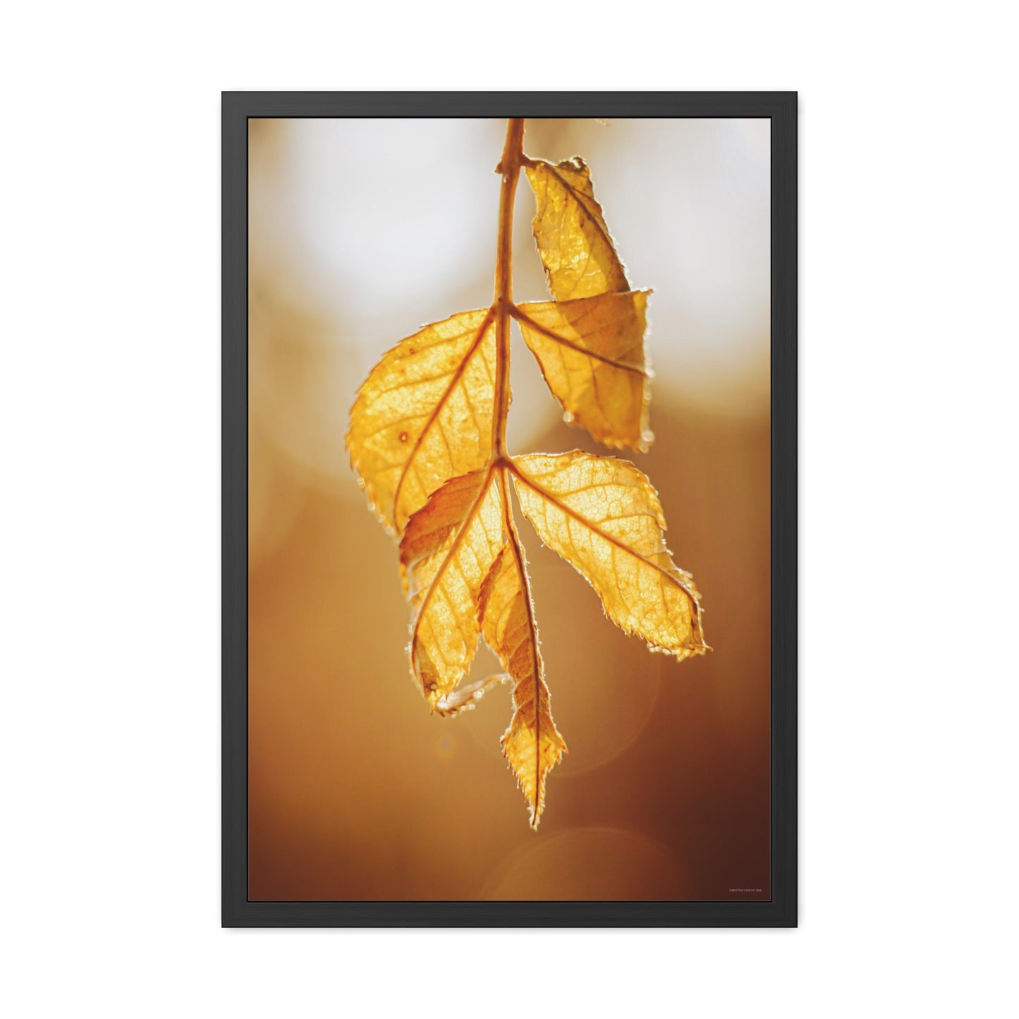 Leaves of Gold Framed Fine Art Photograph