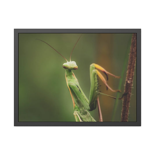 Majestic Mantis Framed Print | Nature Photography