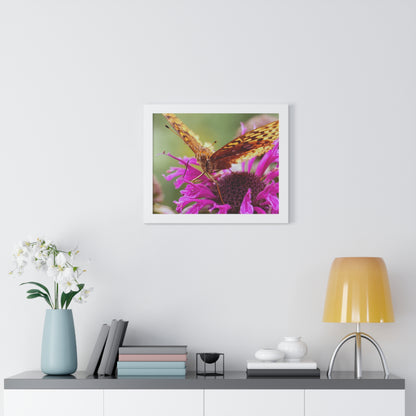 Fritillary Butterfly in Macro Framed Matte Print