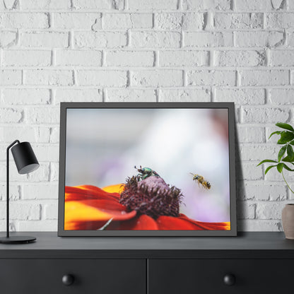 Japanese Beetle and Honey Bee Framed Print | Nature Photography