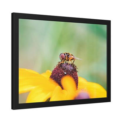 Flower Fly on Black-Eyed Susan Framed Print | Nature Photography