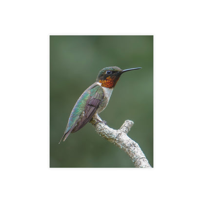 Macro Hummingbird Card Bundles (w/envelopes)