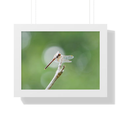 Dramatic Dragonfly Framed Matte Print