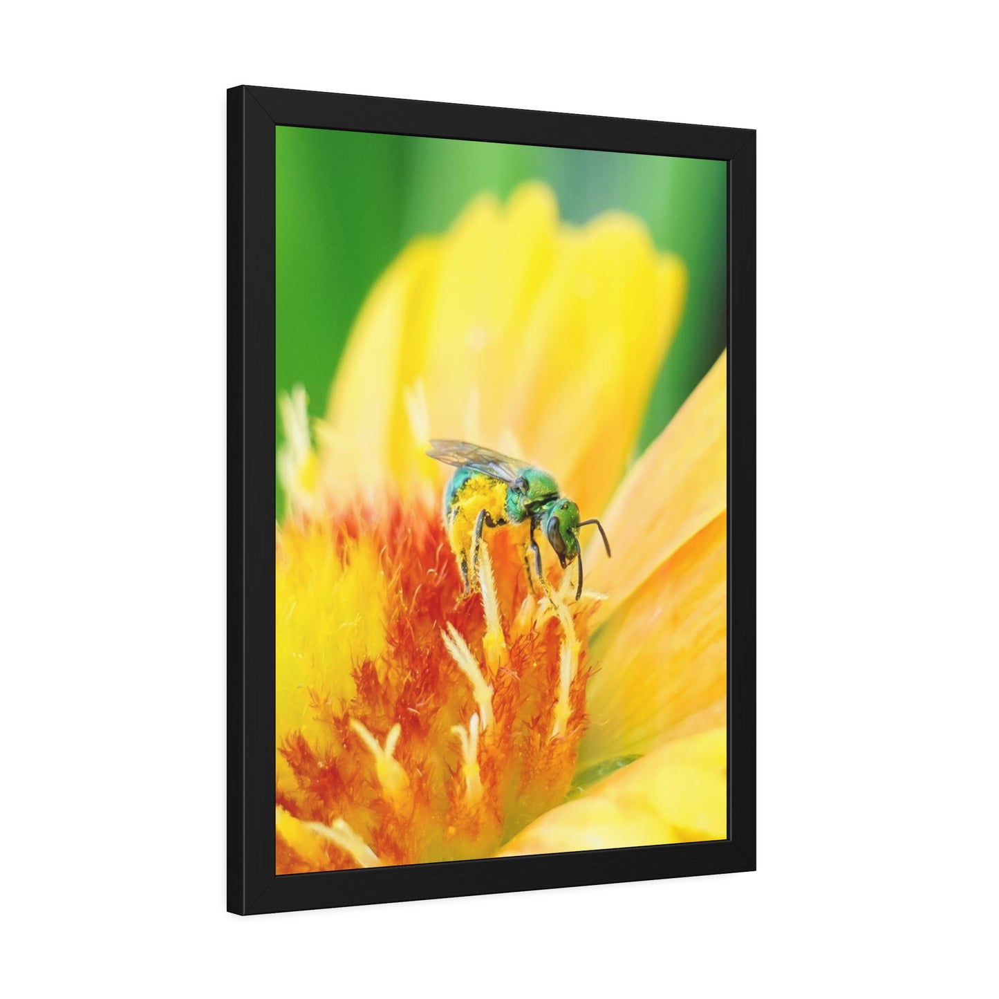 Metallic Green Bee Framed Print | Nature Photography