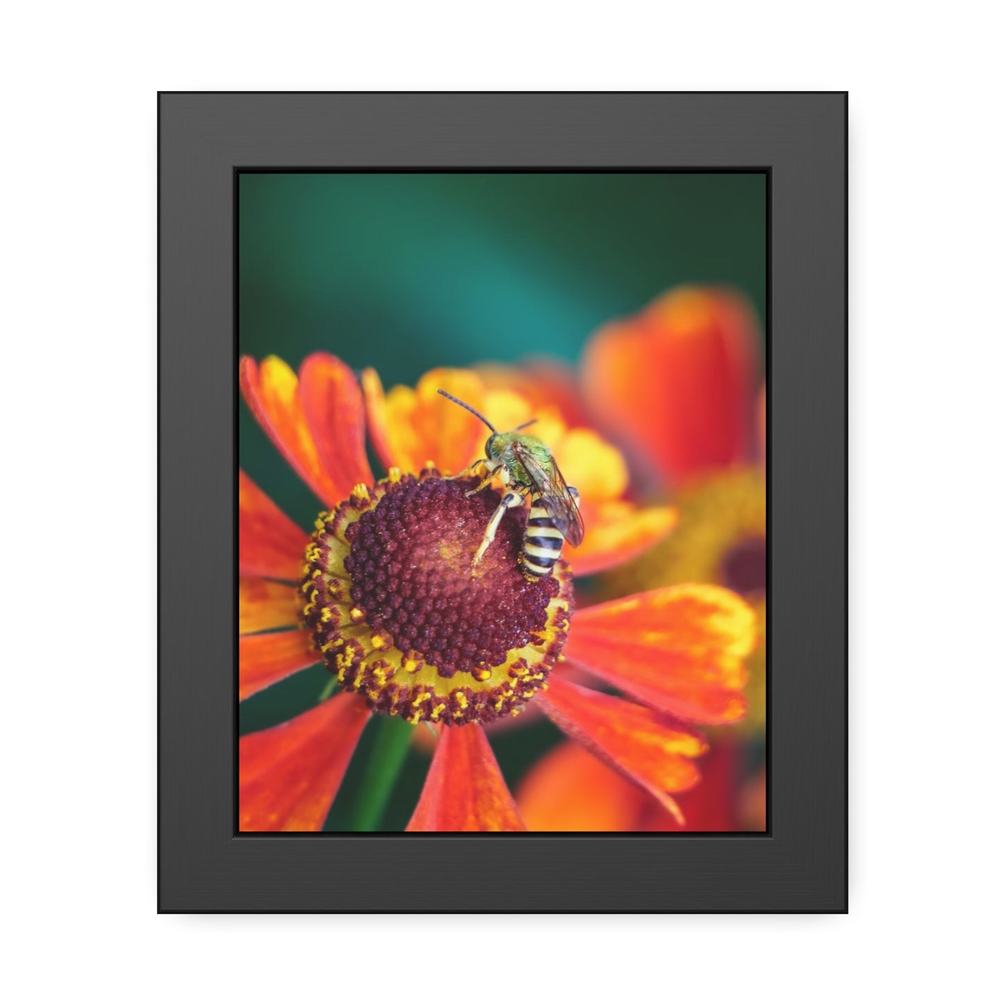 Fashionable Sweat Bee Framed Print | Nature Photography