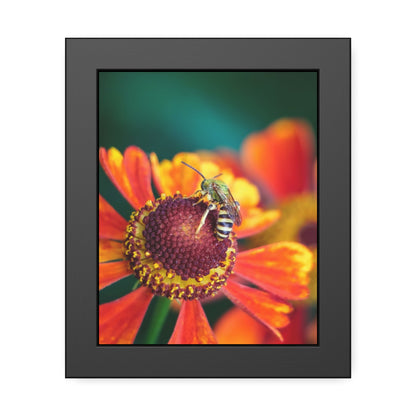 Fashionable Sweat Bee Framed Print | Nature Photography
