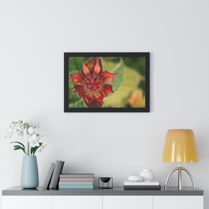 Fancy Red Bee Balm Flower Macro Framed Matte Print