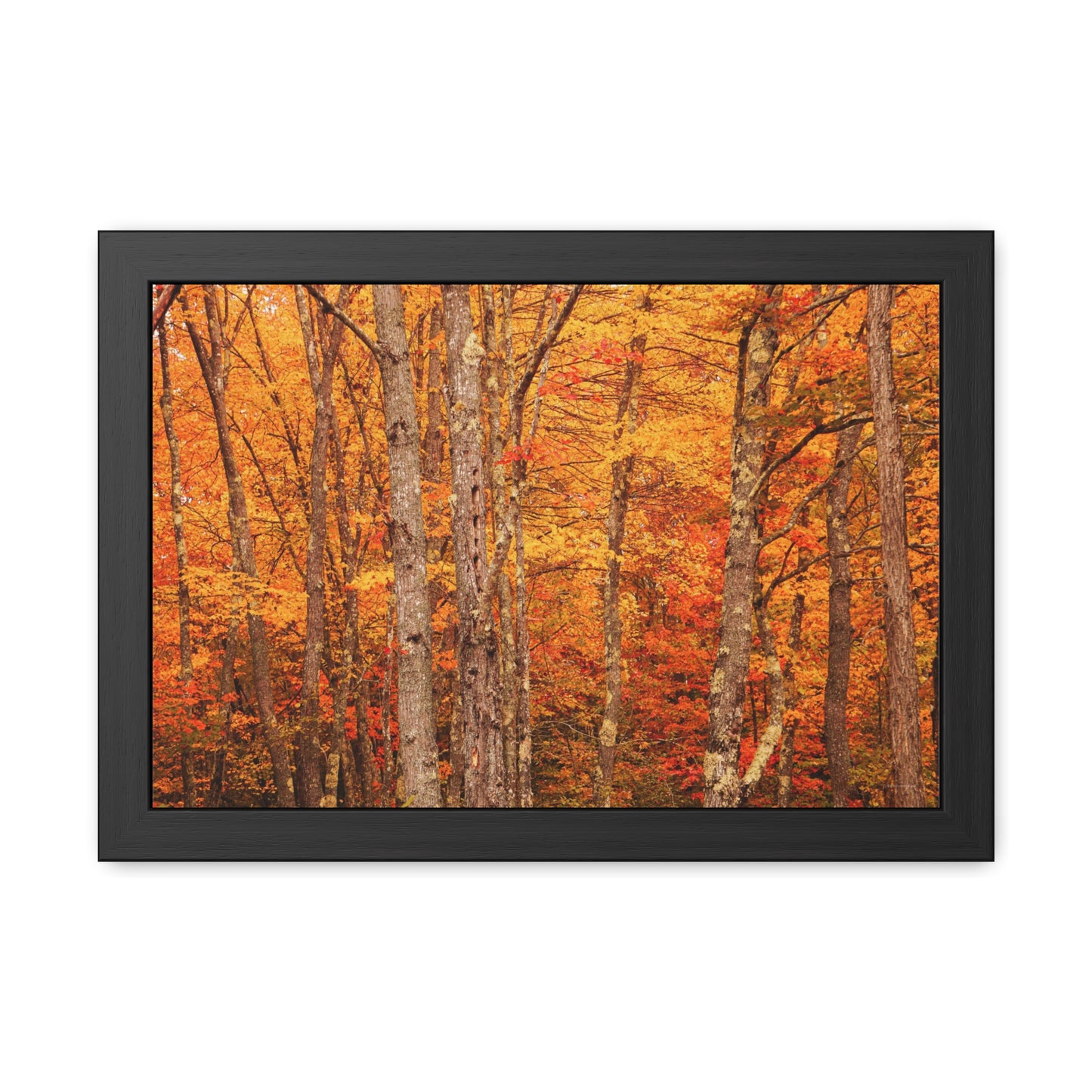 Forest of Autumn Colors Framed Fine Art Photograph