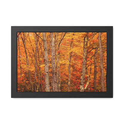 Forest of Autumn Colors Framed Fine Art Photograph