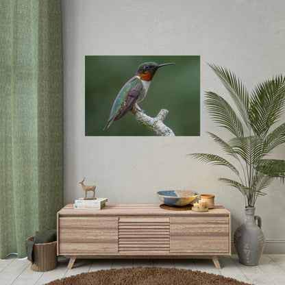 Ruby-Throated Hummingbird Fine Art Print