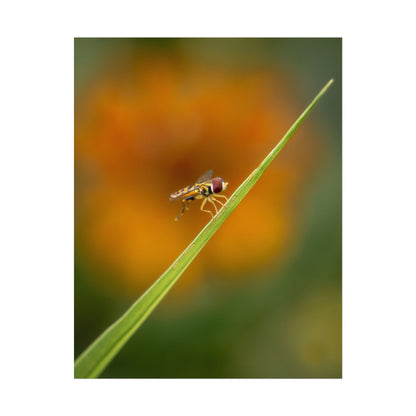 Flower Fly Poses with Orange Flowers Fine Art Print