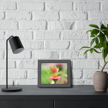 Fritillary Butterfly on Zinnia Framed Print | Nature Photography