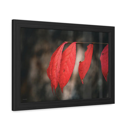 Leaves of Red Framed Fine Art Photograph