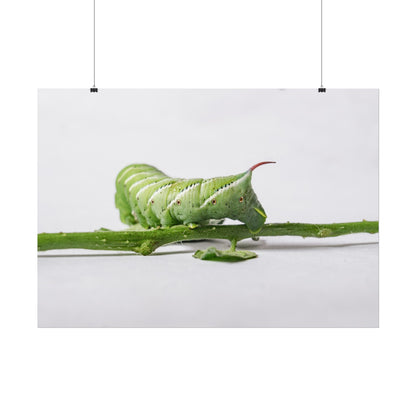 Tomato Hornworm Caterpillar Fine Art Print