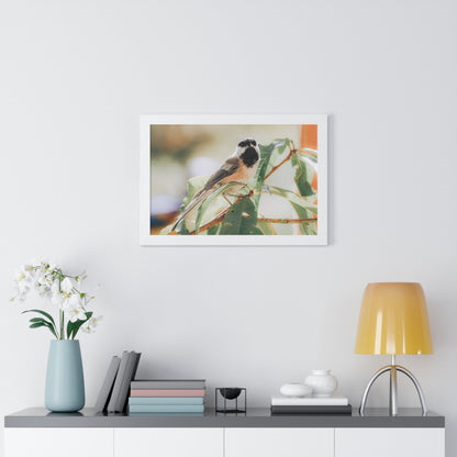 Black-Capped Chickadee Framed Matte Print