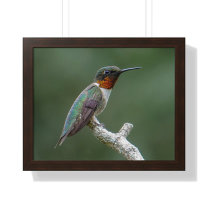 Ruby-Throated Hummingbird Framed Matte Print