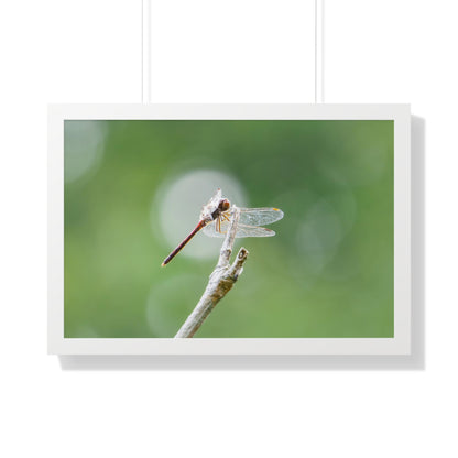 Dramatic Dragonfly Framed Matte Print