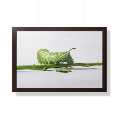 Tomato Hornworm Caterpillar Framed Matte Print