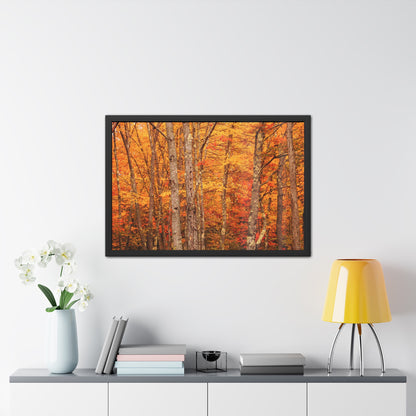 Forest of Autumn Colors Framed Fine Art Photograph