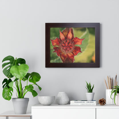 Fancy Red Bee Balm Flower Macro Framed Matte Print