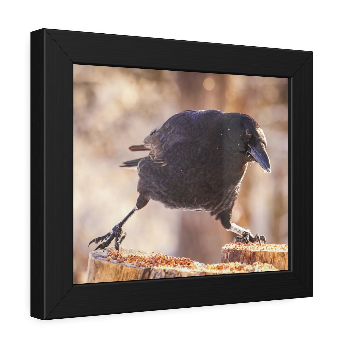 Crow Doing The Splits Framed Print | Nature Photography