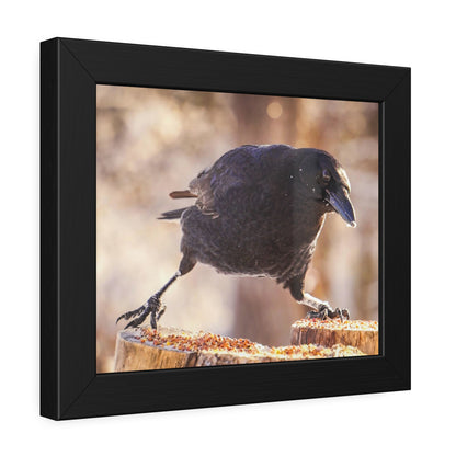 Crow Doing The Splits Framed Print | Nature Photography