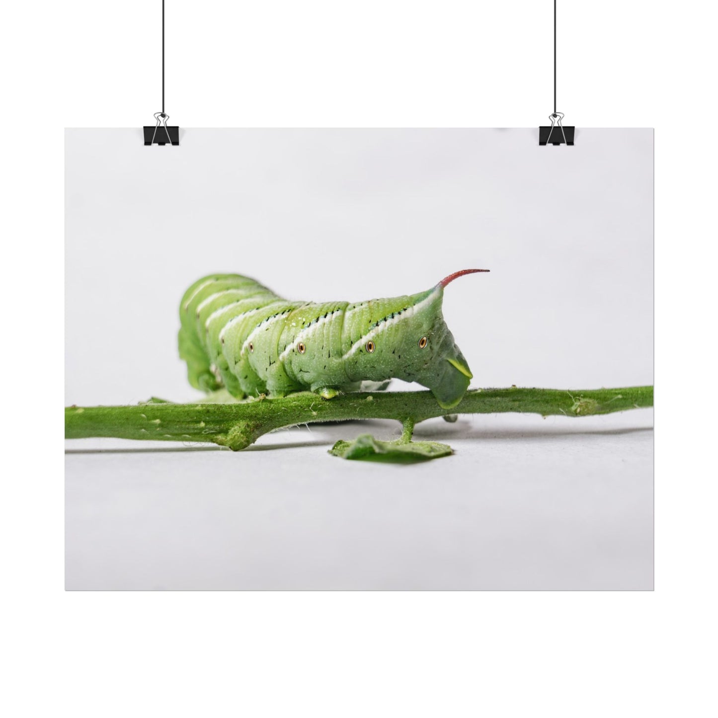 Tomato Hornworm Caterpillar Fine Art Print