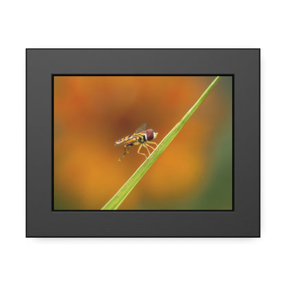 Flower Fly Super Macro Framed Print | Nature Photography