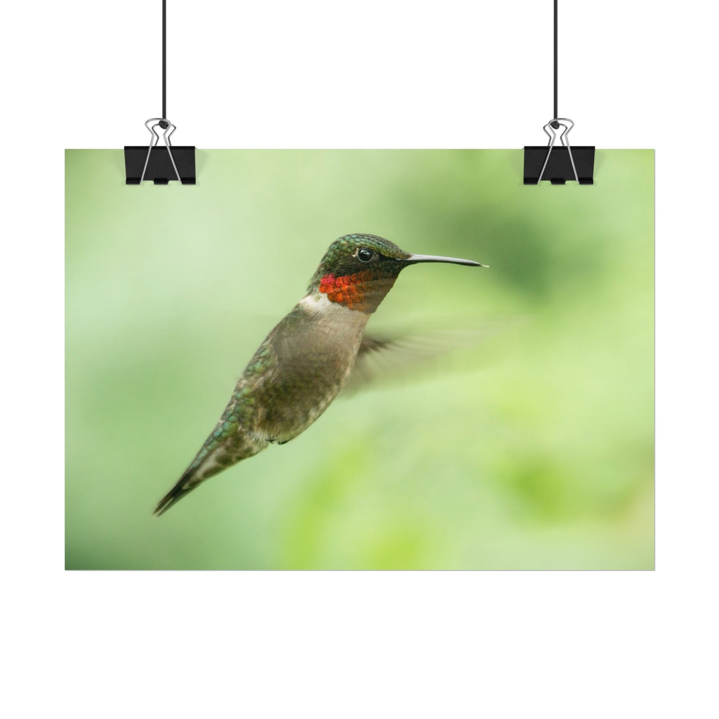 Hummingbird In-Flight Fine Art Print