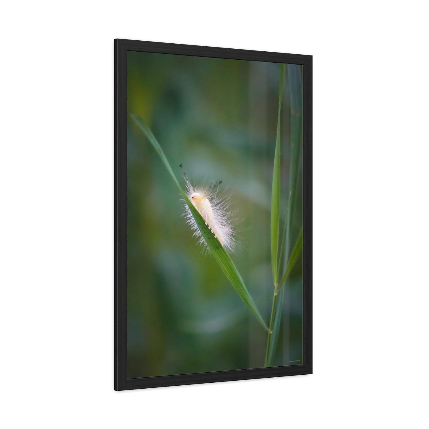 Fuzzy Feets Caterpillar Framed Fine Art Photograph