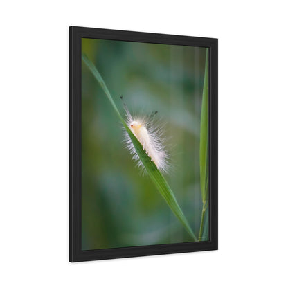 Fuzzy Feets Caterpillar Framed Fine Art Photograph