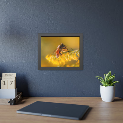Golden Honey Bee Framed Print | Nature Photography