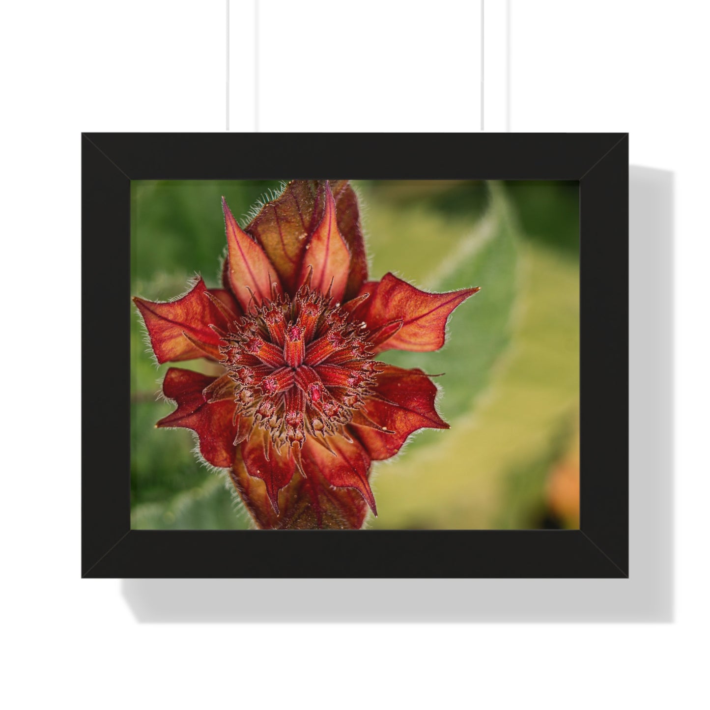 Fancy Red Bee Balm Flower Macro Framed Matte Print