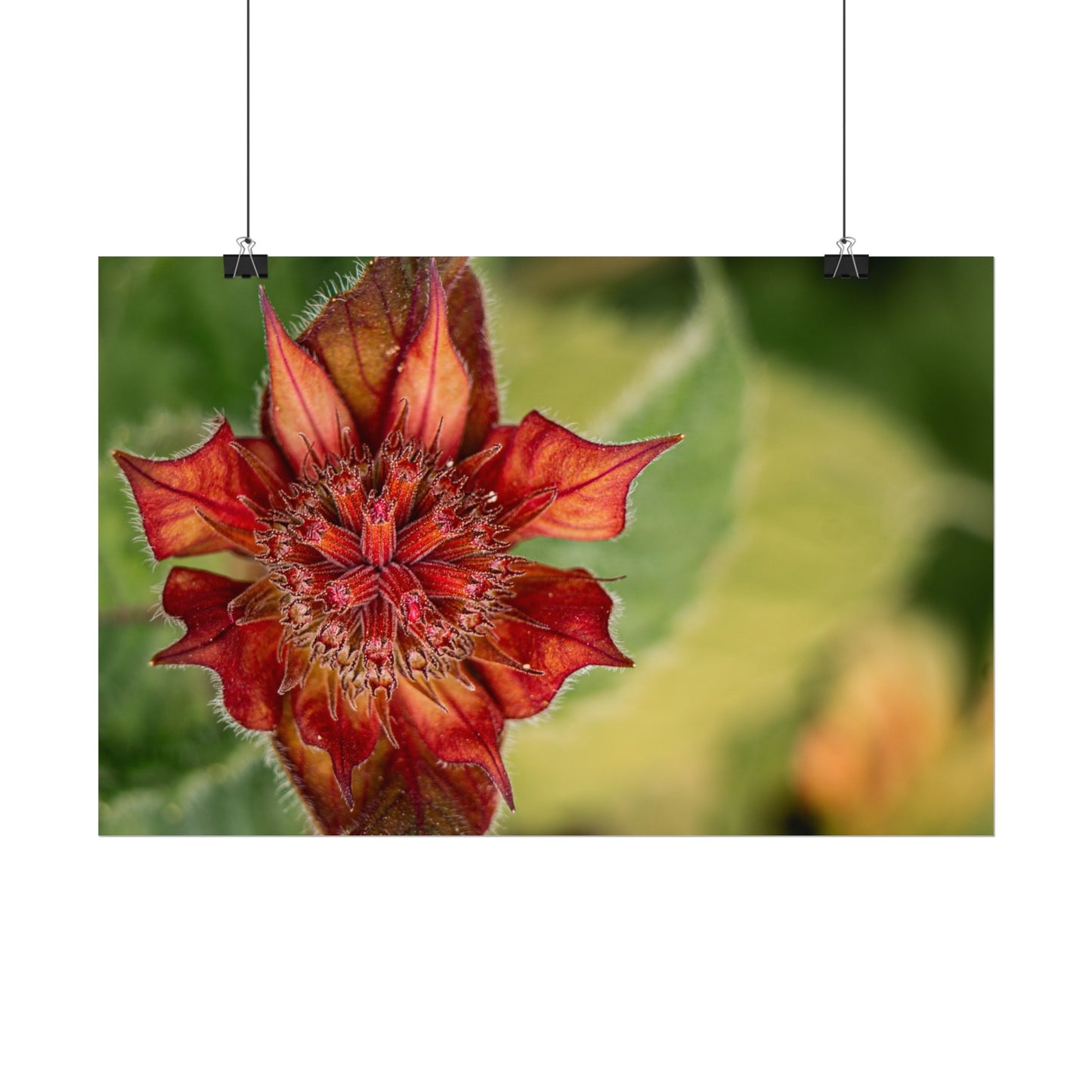 Fancy Red Bee Balm Flower Macro Fine Art Print