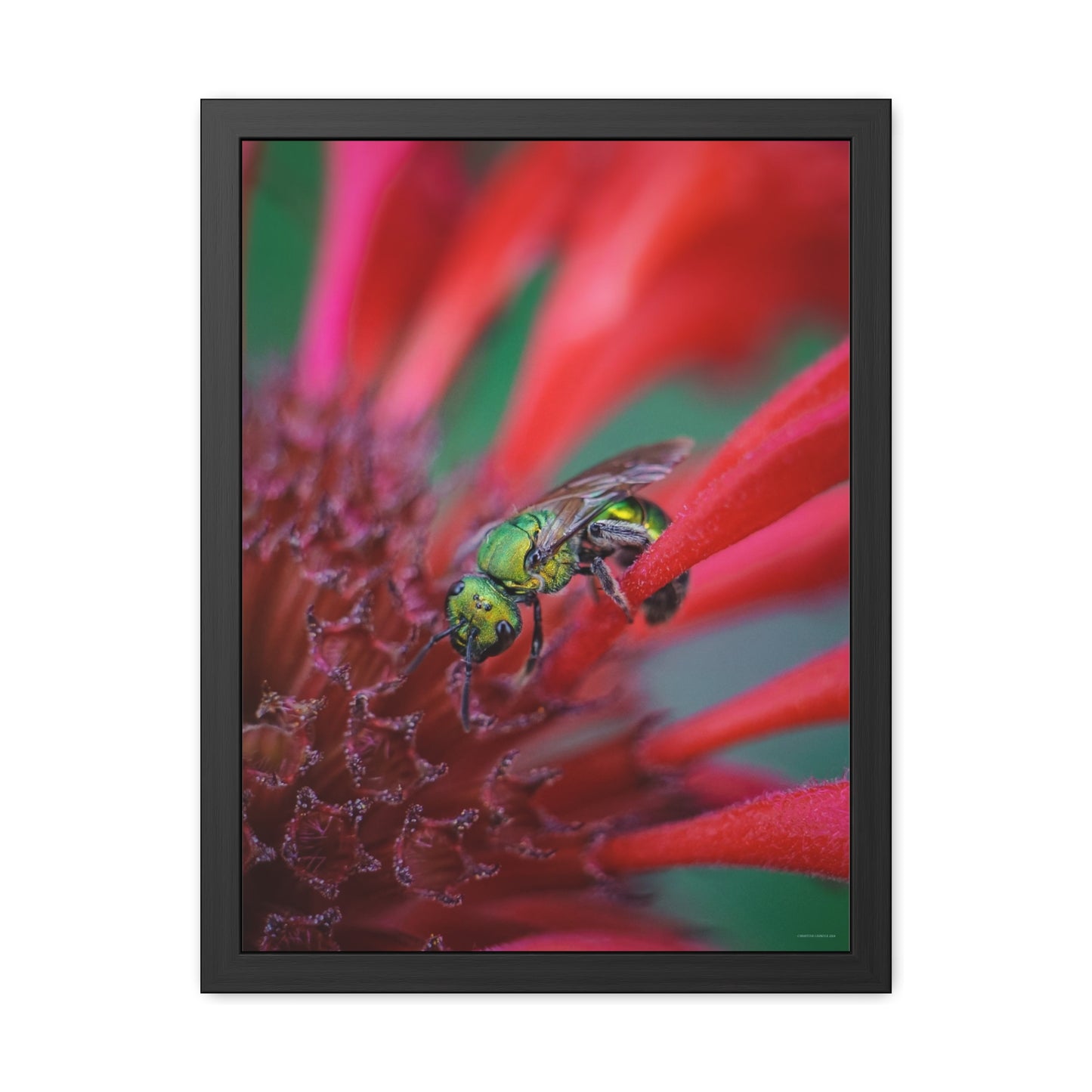 Beautiful Green Bee Framed Fine Art Photograph