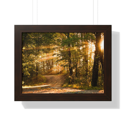 Sunbeams Streaming Onto Forest Path Framed Matte Print