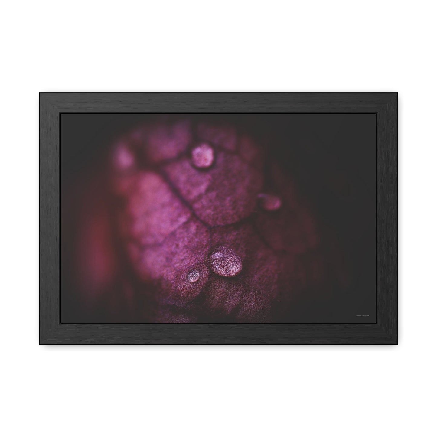 Macro Droplet on Red Leaf Framed Fine Art Photograph